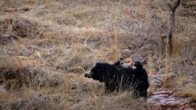 Ayi Ile Kaplanin Muthis Kavgasi