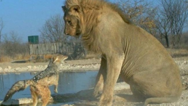 Korkusuz çakal aslana saldırdı