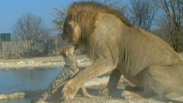 Korkusuz çakal aslana saldırdı